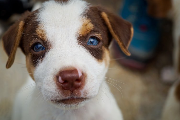 can beagles have blue eyes