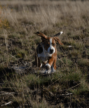 Hunting With Beagles 