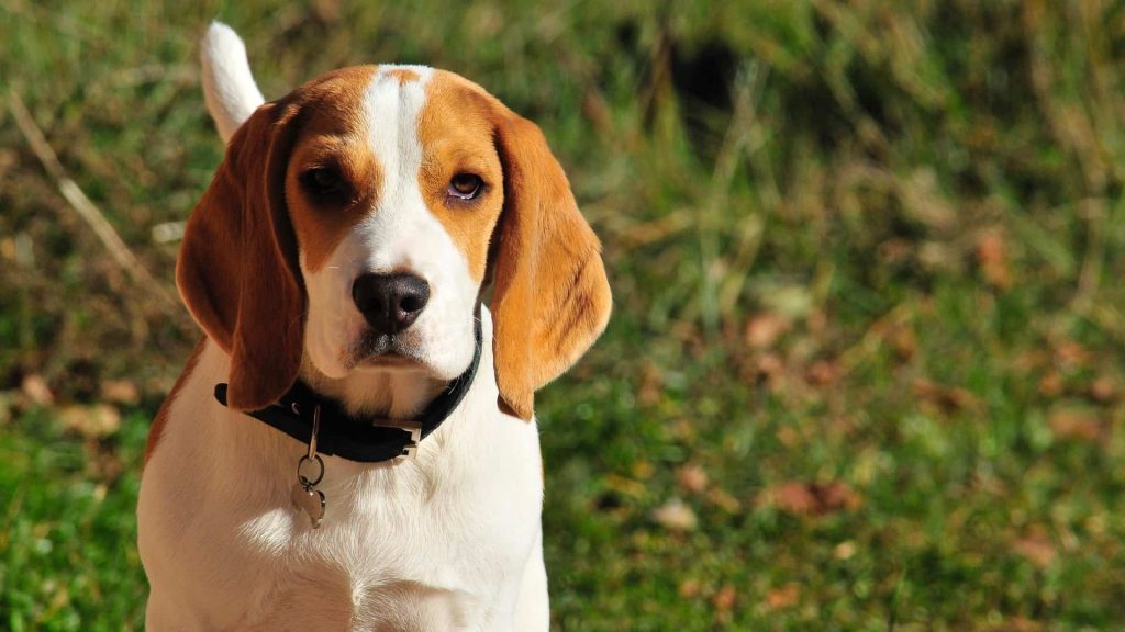 Disadvantages of Shaving a Beagle 