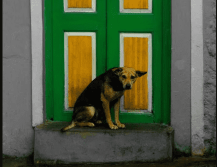 Dogs mark doorways as territory. 