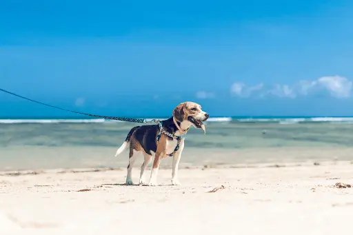 beagle walking along sea shore