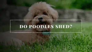Do Poodles Shed?