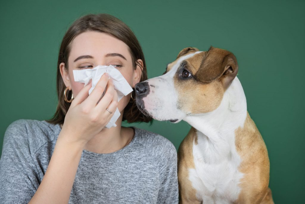 Dog sneezing and runny nose Home remedies for sneezing dog Pet Guide