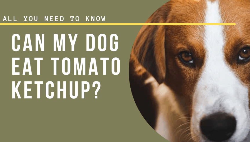Can My Dog Eat Tomato Ketchup?