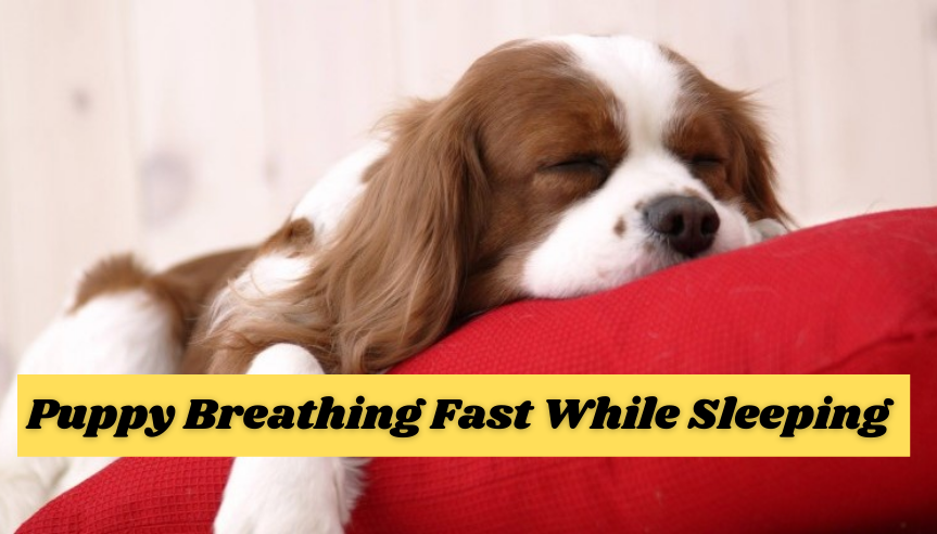 puppy-breathing-fast-while-sleeping-should-you-be-worried-pet-guide