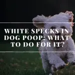 White specks in dog poop: what to do for it?