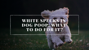 White specks in dog poop: what to do for it?
