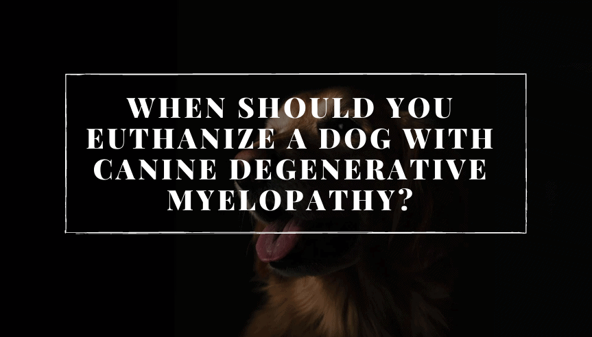 when should you euthanize a dog with Canine degenerative myelopathy?