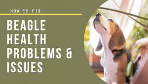 Beagle Health Problems & Issues