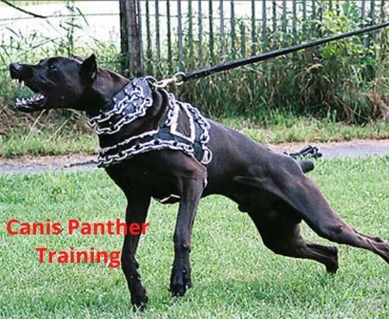Canis Panther trainig