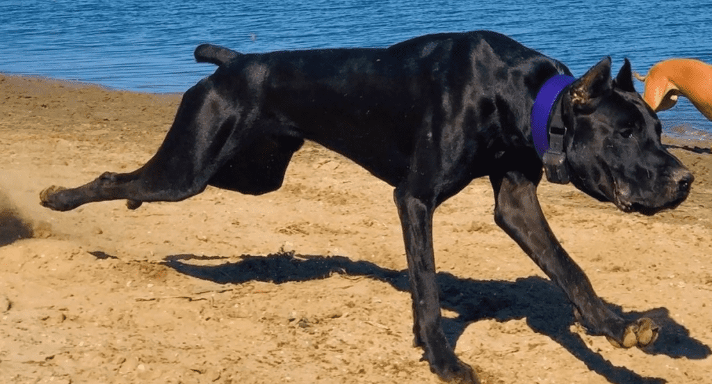 What breeds make up a Canis Panther Dog?