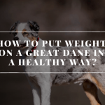 How To Put Weight On A Great Dane In A Healthy Way?