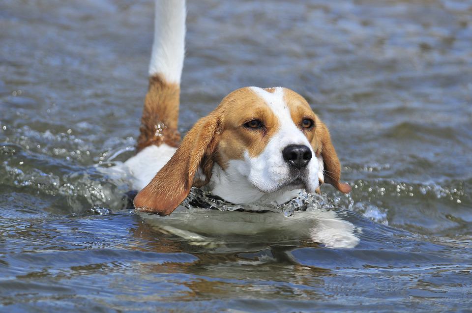 Teaching a beagle how to swim