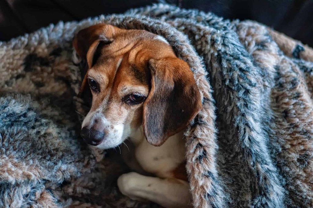 Why do Beagles get cold?