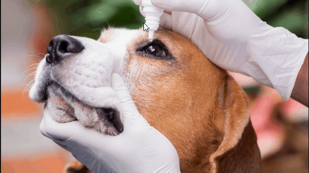 eye diseases of beagles 