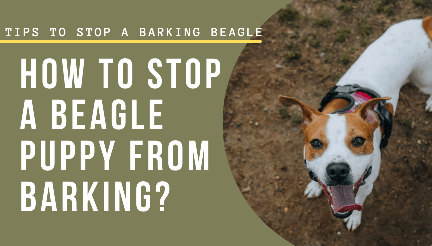 How To Stop A Beagle Puppy From Barking