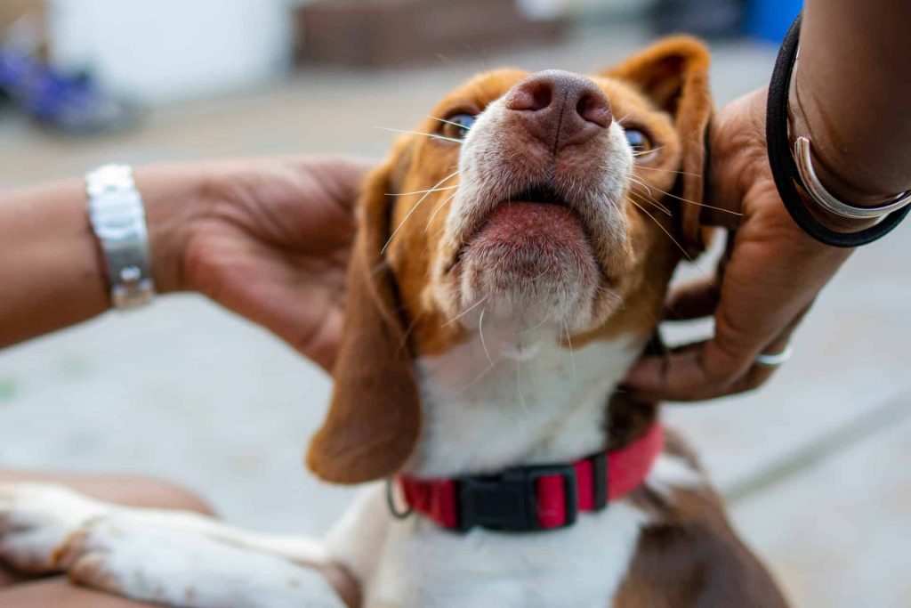 Important Tips for First Time Beagle Owners