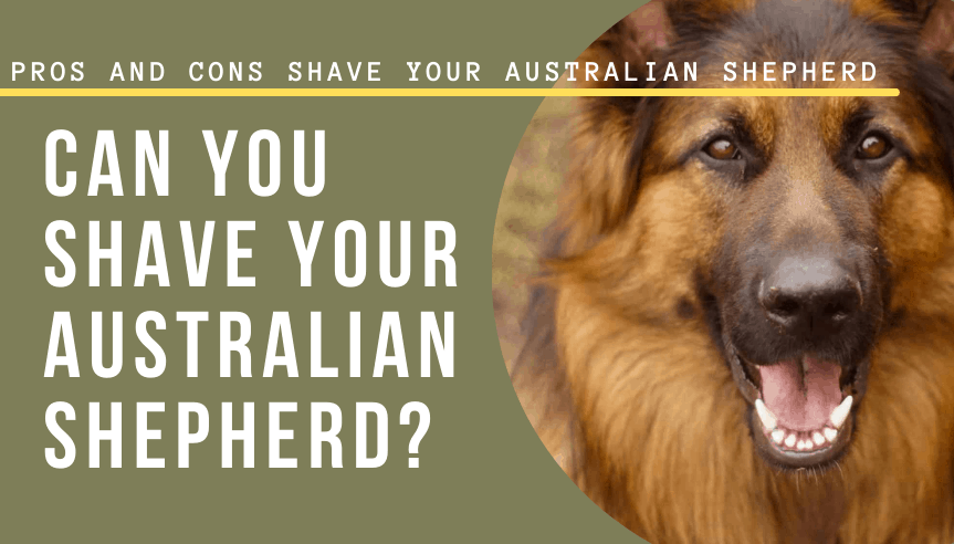 Shave Your Australian Shepherd