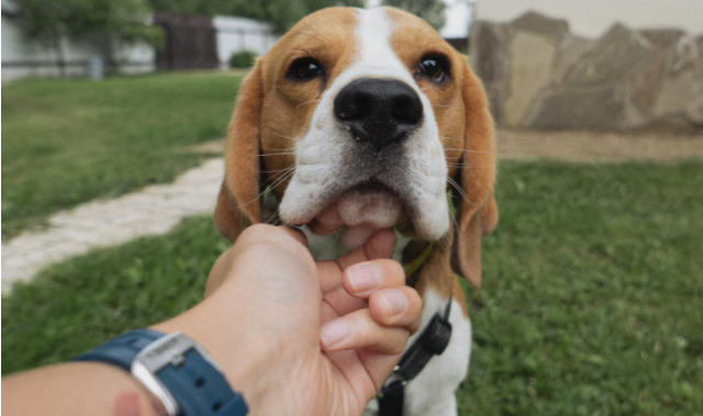 stop a Beagle from barking