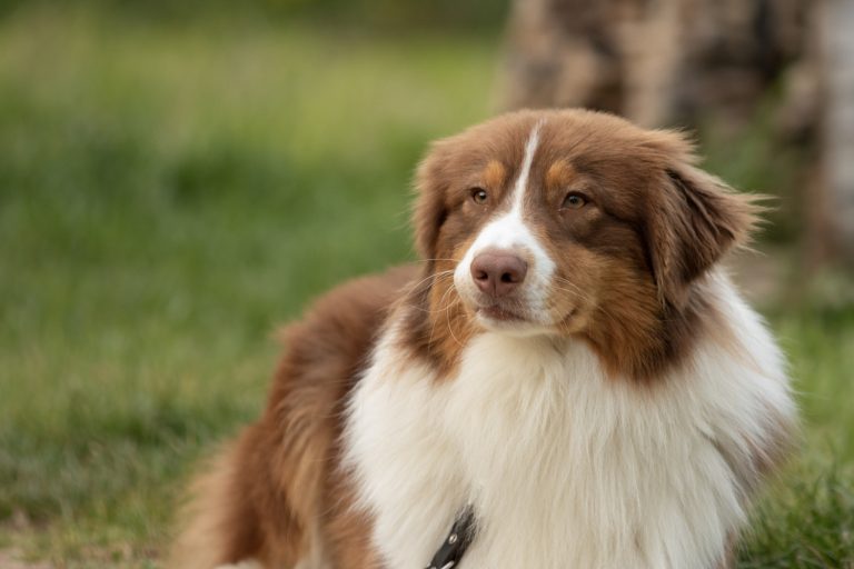 Can You Shave Your Australian Shepherd? Here Are The Pros And Cons ...
