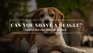 Can You Shave A Beagle?