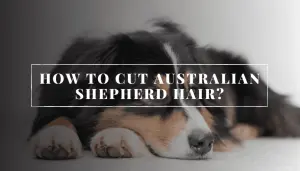How To Cut Australian Shepherd Hair?