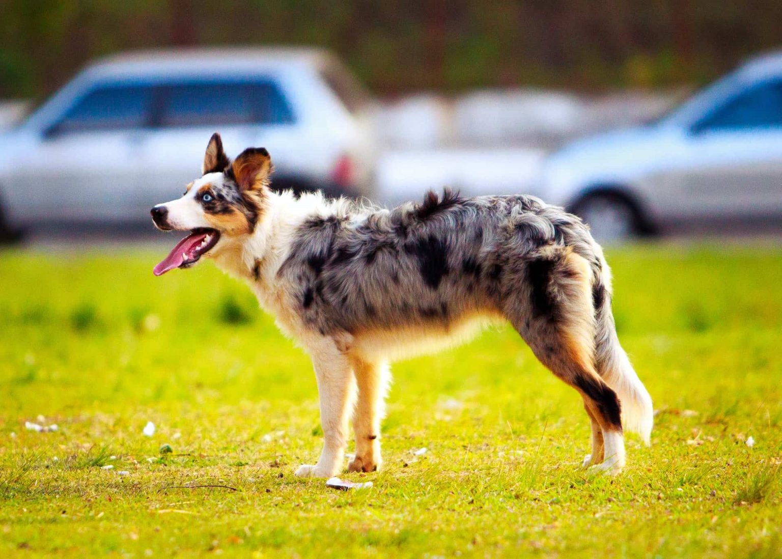 How To Cut Australian Shepherd Hair? - Pet Guide Daily