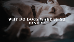 Why Do Dogs Wake Up So Easily?