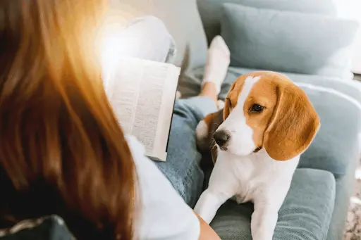 beagle watching owner reading a book