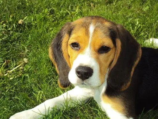 beagle looking adorably