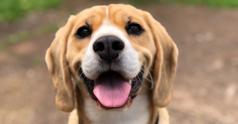 dog smiling after pooping