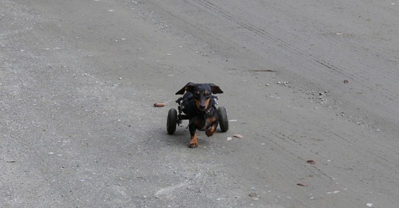 A lame dog walking via wheel
