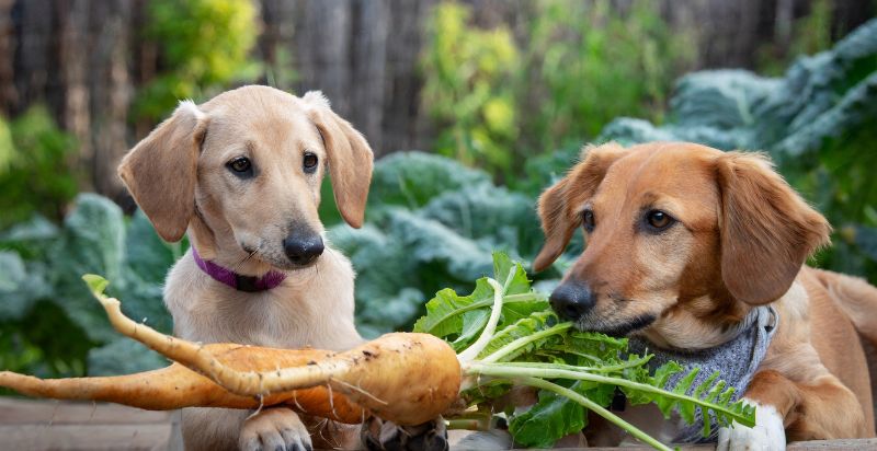 Dogs are eating turnip