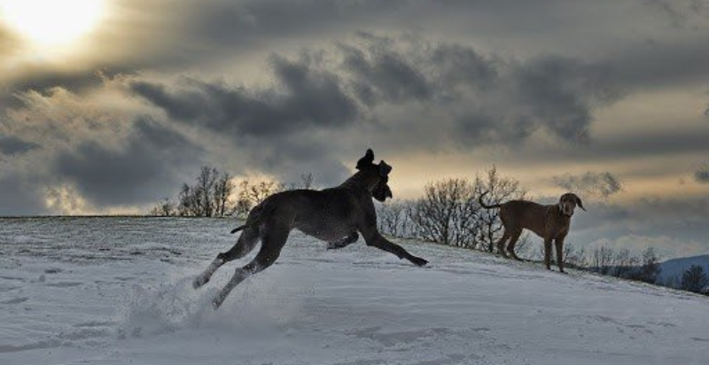2 dogs are playing in a snow