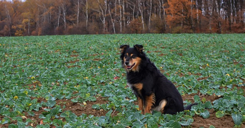 A dog waiting on field for growing turnip