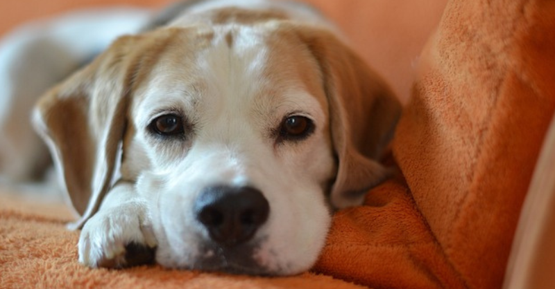a brown white Beagles puppy lay down 
