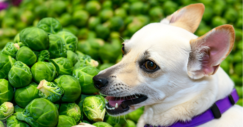 a dog eating Brussels Sprouts