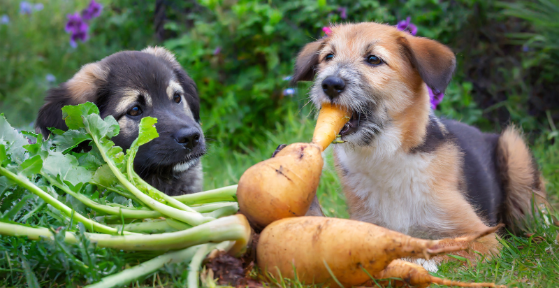 Dogs are eating Turnips