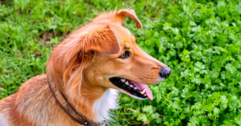 a dog in a Coriander garden