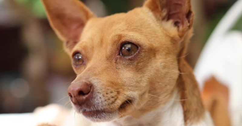 a healthy brown Chihuahua dog
