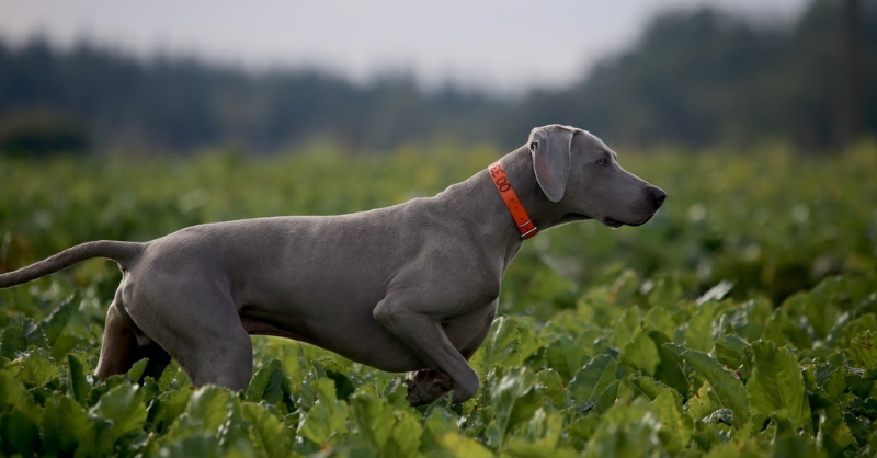 A Great Dane dog walking on a crops filed 