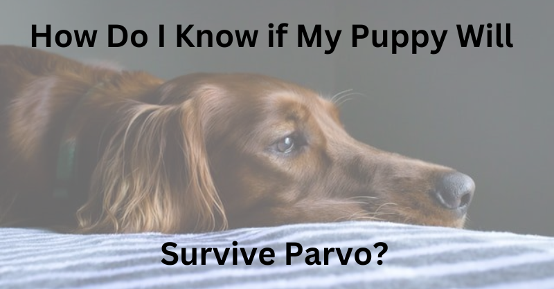 a brown dog Serving Parvo