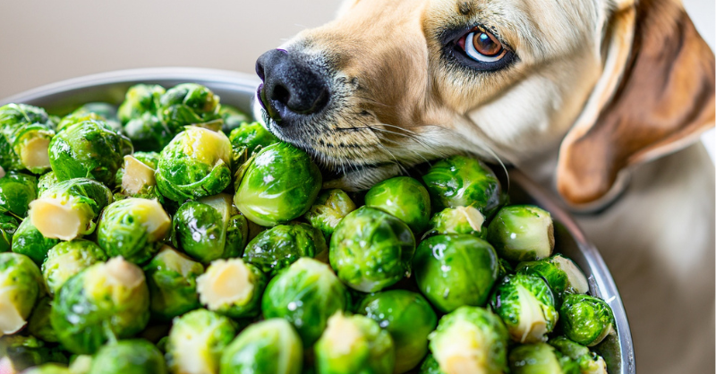 a dog eating Brussels Sprouts