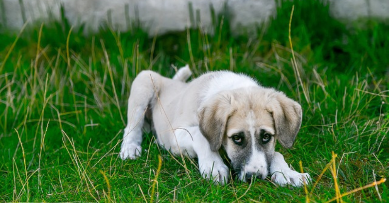 Beagle dog afraid and seating grass