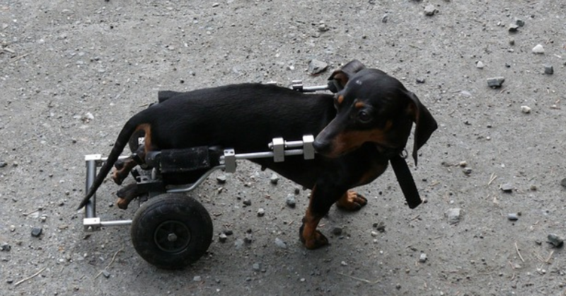 A black dog on a wheel