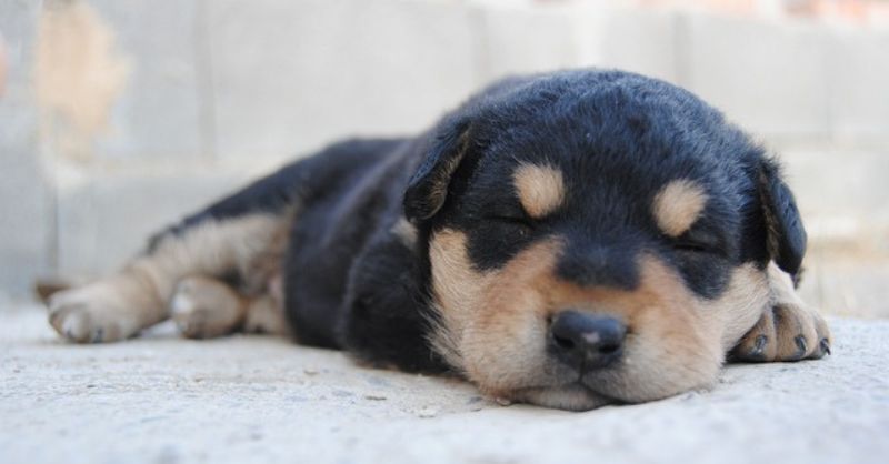 a cute puppy slepping