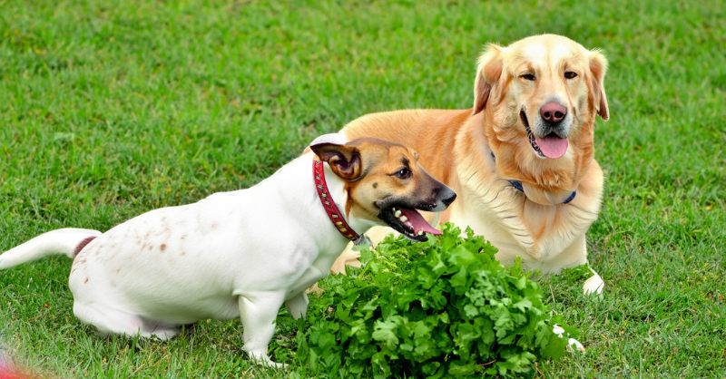 couple of dog in Cilantro or Coriander?