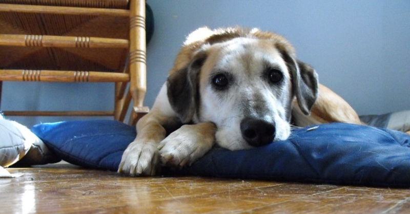 A sad beagle dog laydown on bed