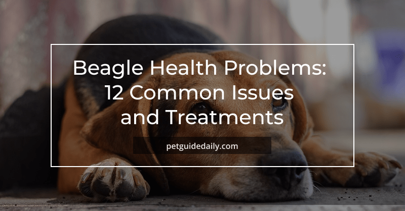 a brown-black beagle, suffering from health problem