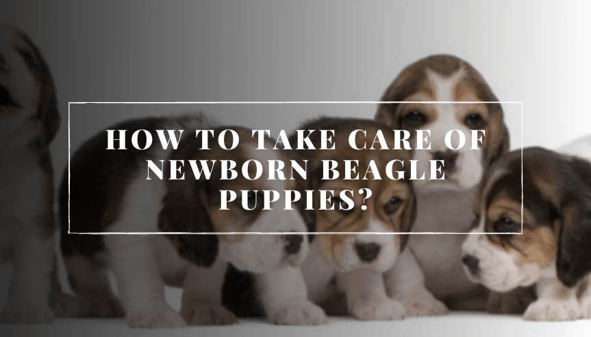 new born beagle puppies